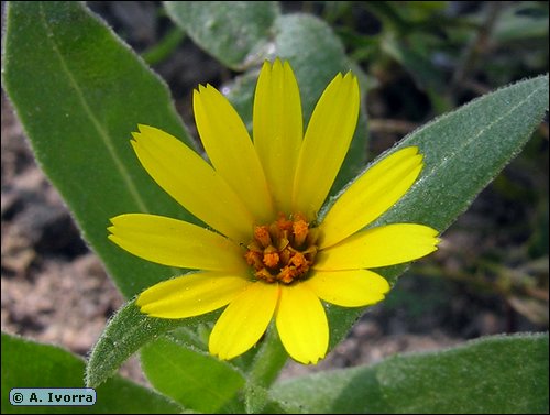 Calendula arvensis