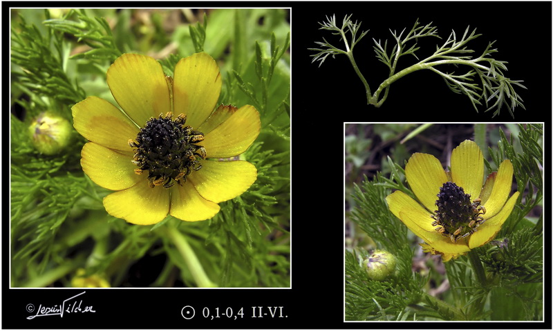 Adonis microcarpa