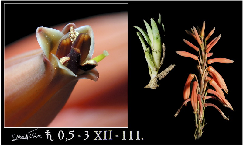 Aloe arborescens