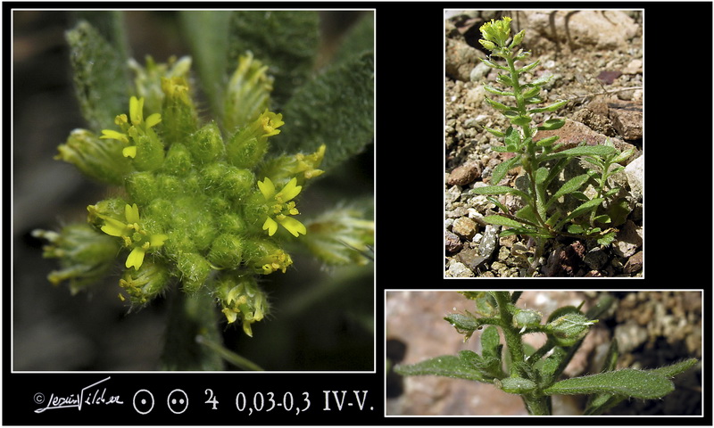 Alyssum simplex