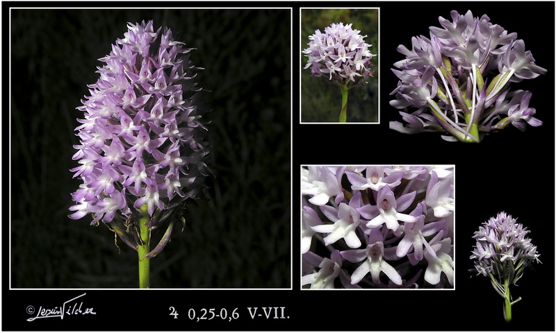 Anacamptis pyramidalis