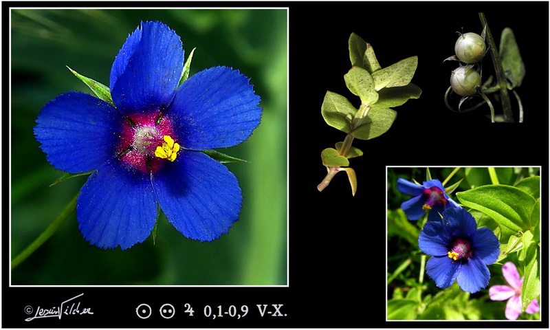 Anagallis arvensis