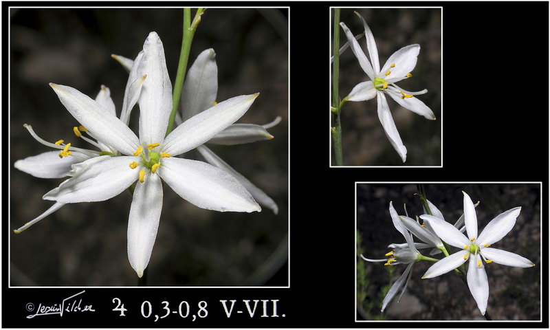 Anthericum liliago liliago