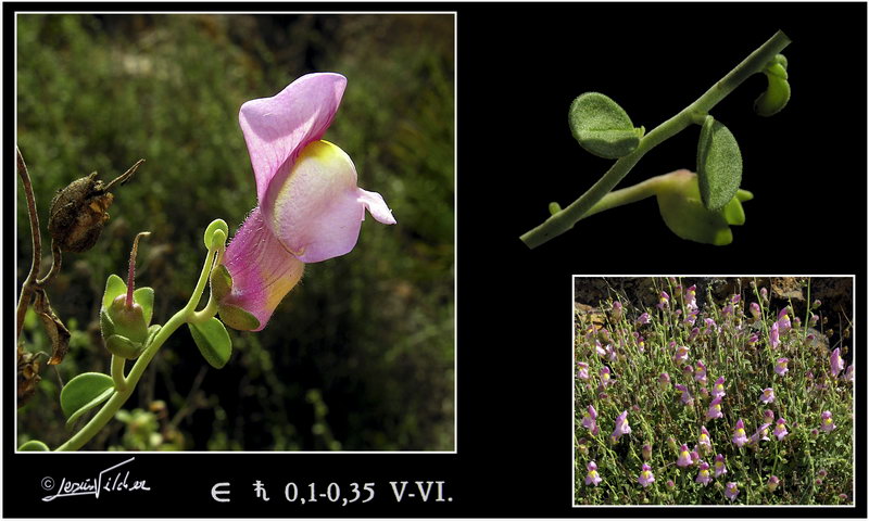 Antirrhinum charidemi