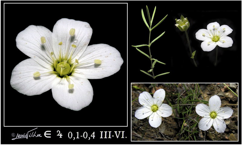 Arenaria montana intricata