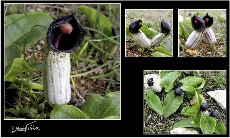 Arisarum simorrhinum