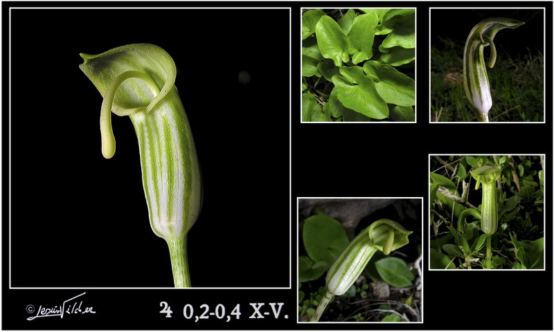 Arisarum vulgare