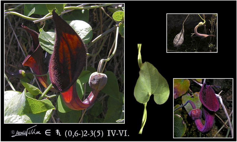 Aristolochia baetica