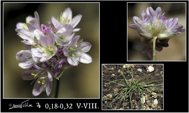 Armeria bourgaei bourgaei