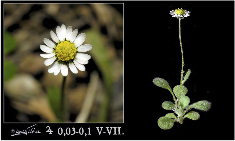 Bellis microcephala