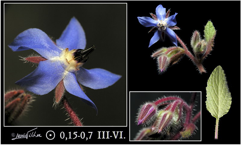 Borago officinalis