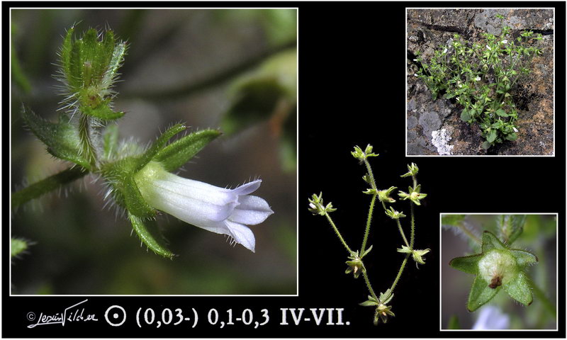 Campanula erinus