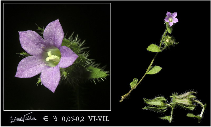 Campanula mollis