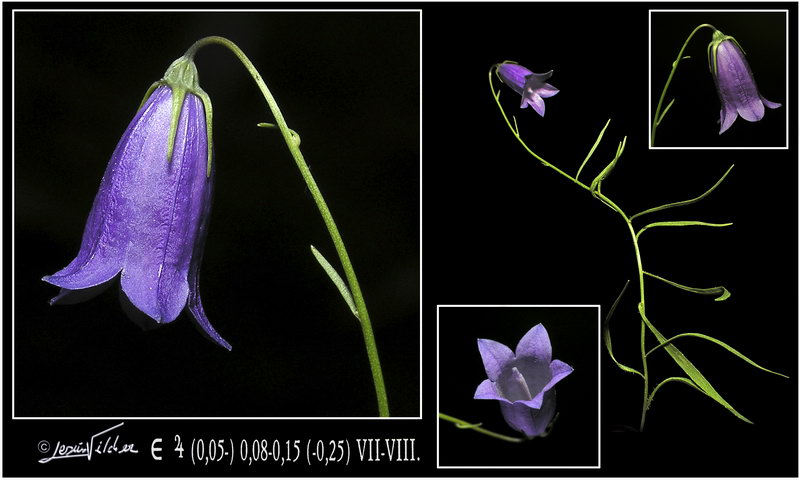 Campanula rotundifolia willkommii