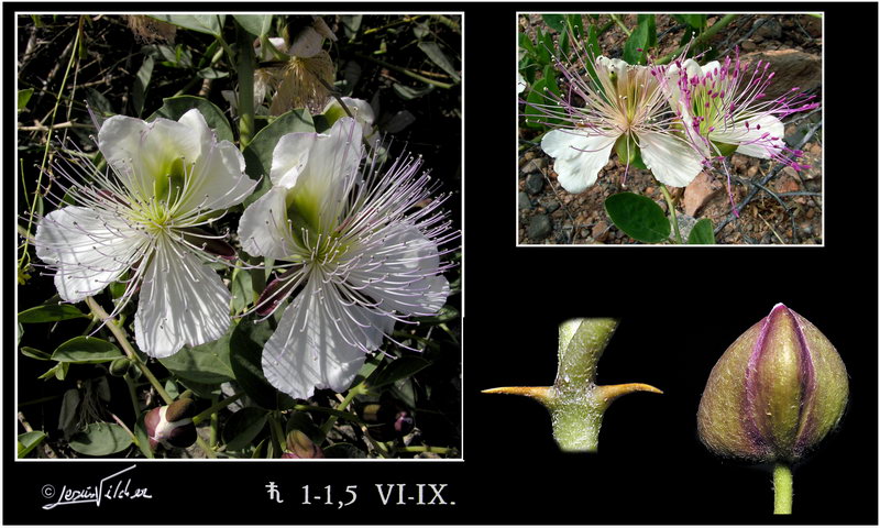 Capparis spinosa spinosa