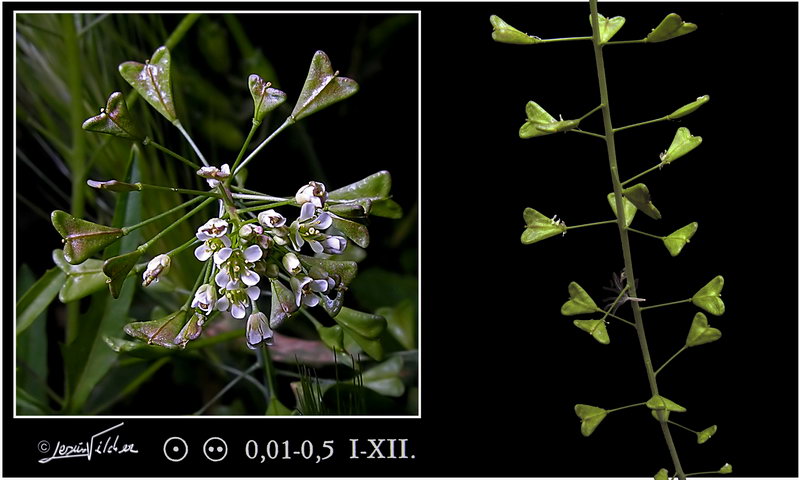 Capsella bursa pastoris