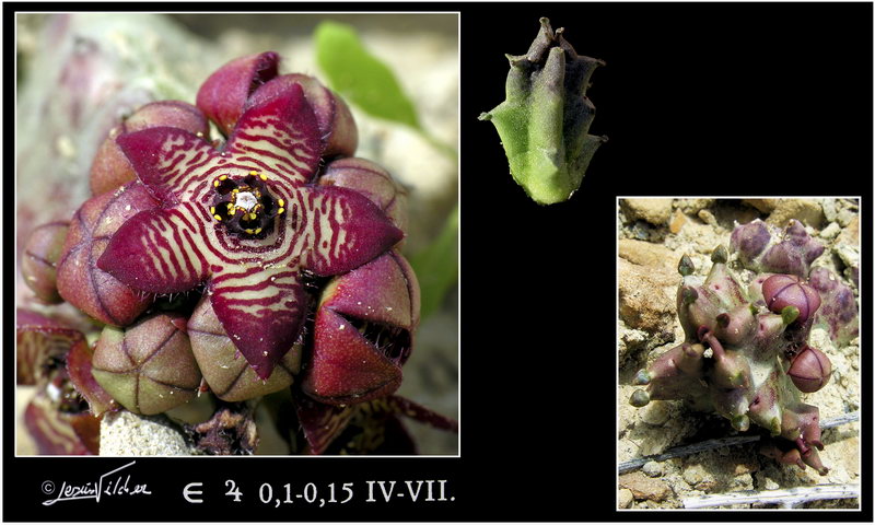 Caralluma europaea