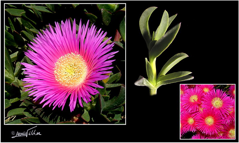 Carpobrotus acinaciformis