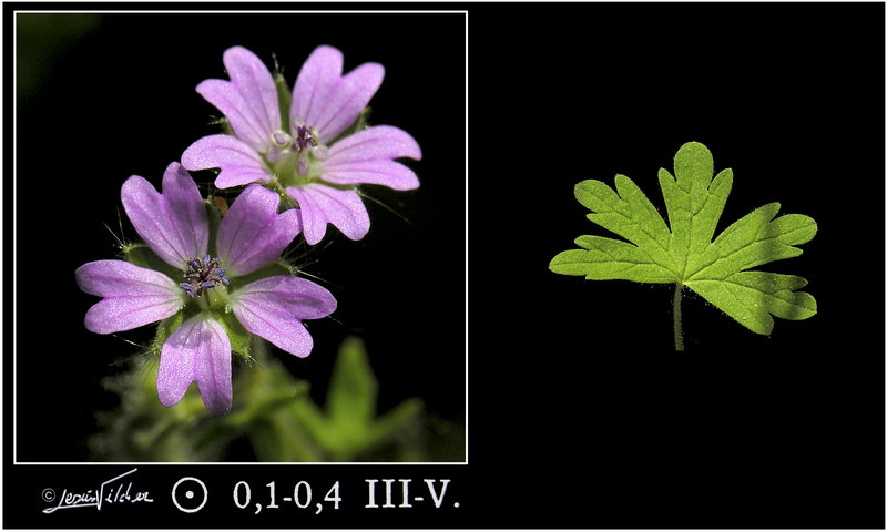 Geranium molle