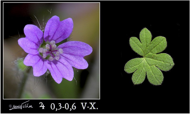 Geranium pyrenaicum pyrenaicum