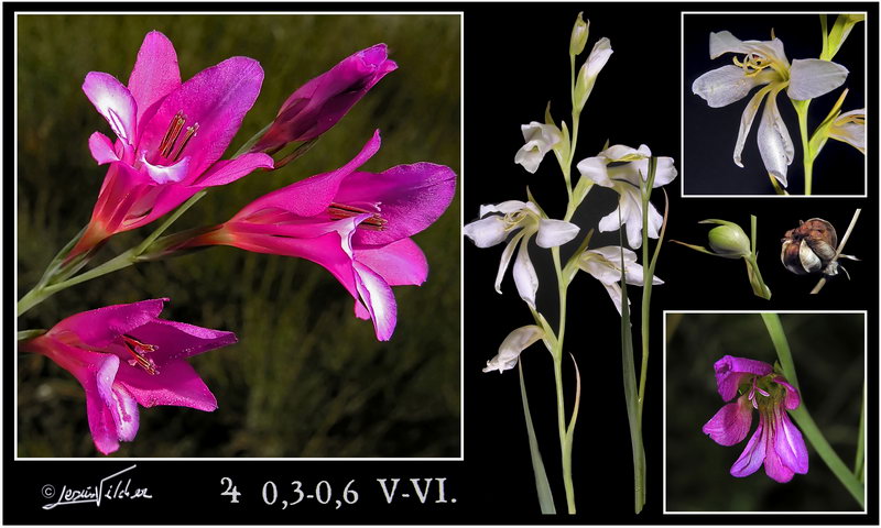 Gladiolus communis