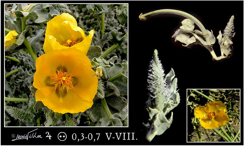 Glaucium flavum