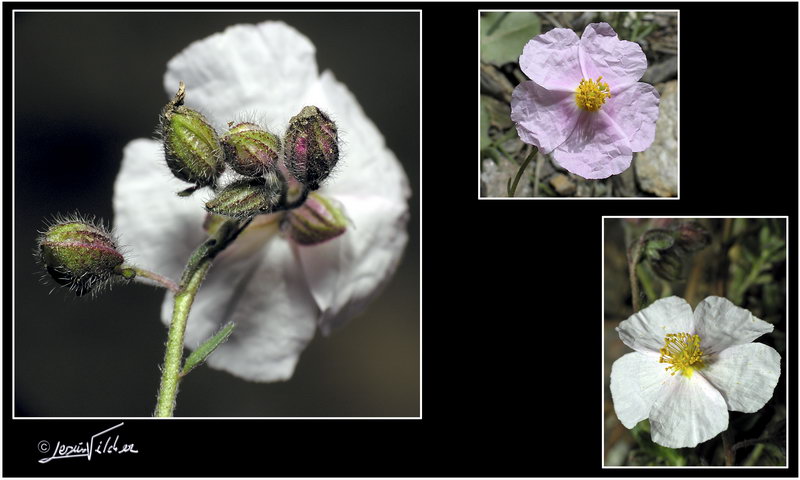 Helianthemum apenninum