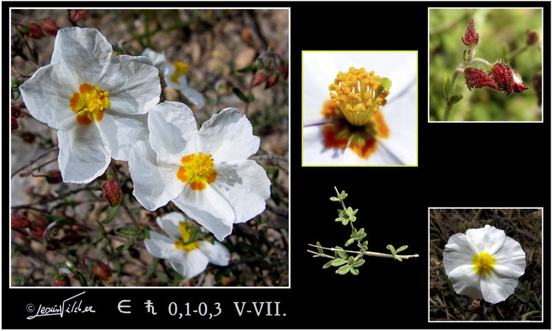 Helianthemum almeriense