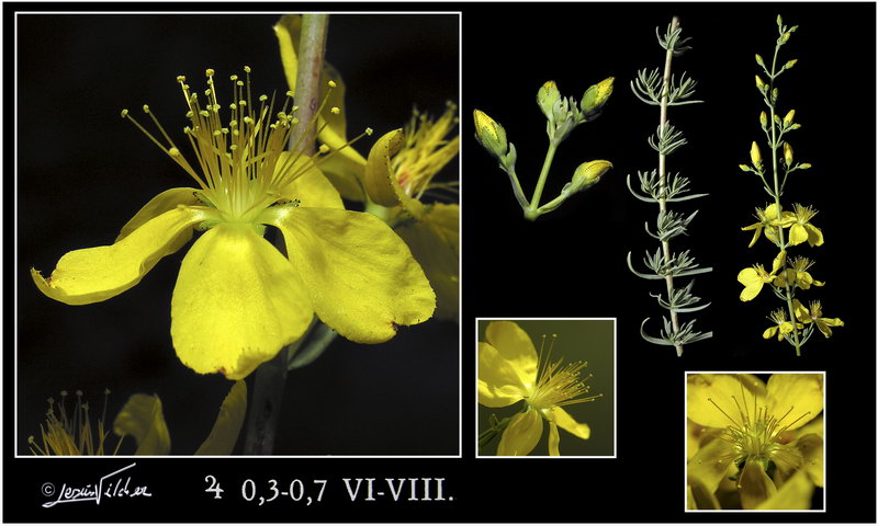 Hypericum elongatum calithyrsum