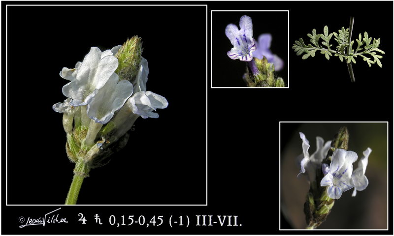 Lavandula multifida