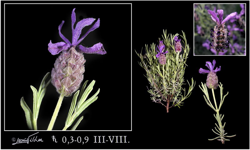 Lavandula stoecha