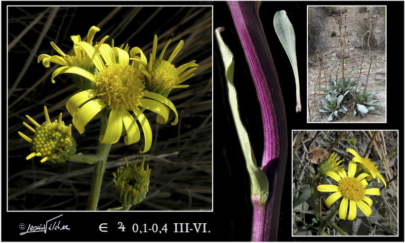 Senecio auricula major