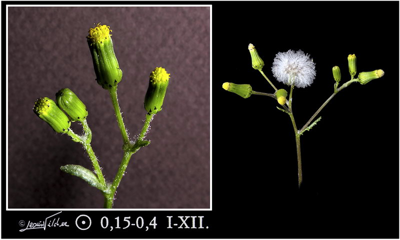 Senecio vulgaris