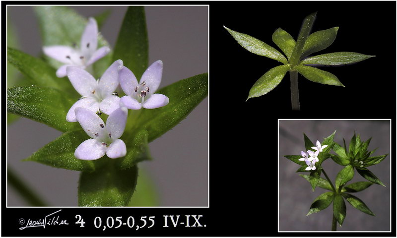 Sherardia arvensis