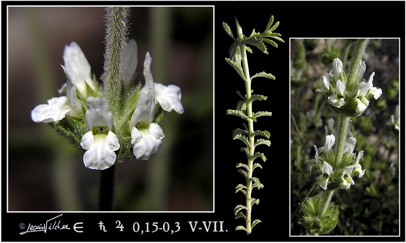 Sideritis leucantha