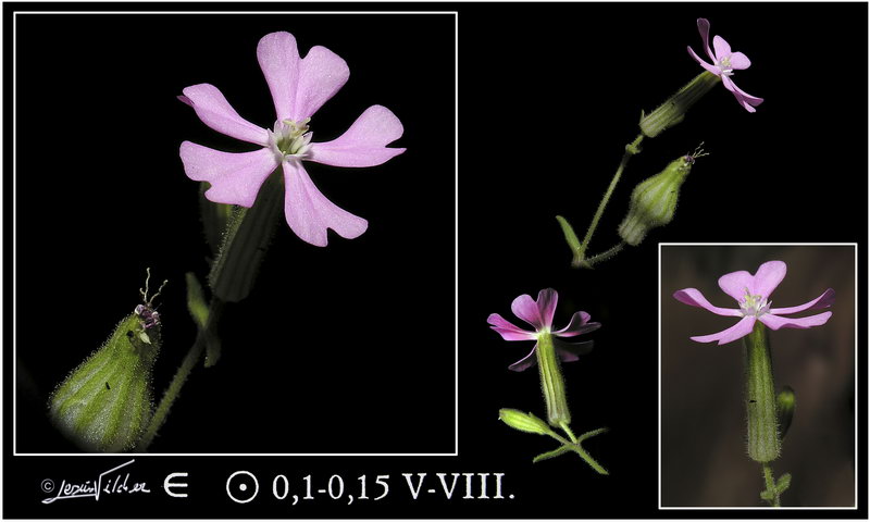 Silene psammitis lasiostyla