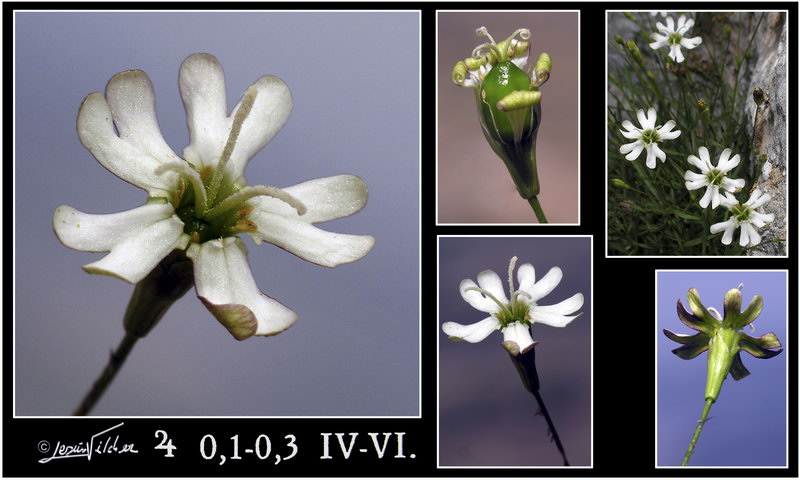 Silene saxifraga