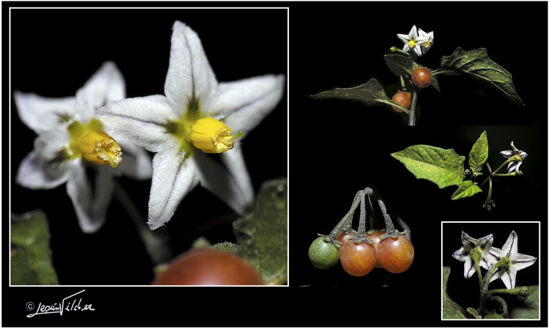 Solanum villosum