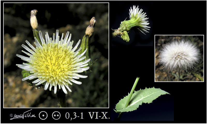 Sonchus oleraceus