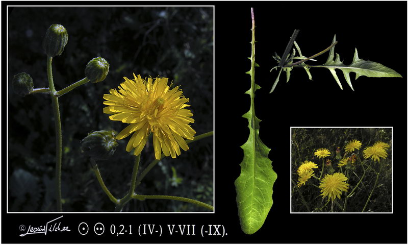 Sonchus tenerrimus