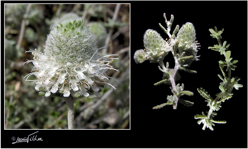 Teucrium dunense