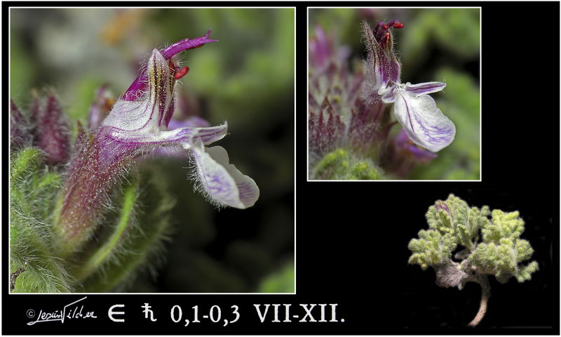 Teucrium rotundifolium