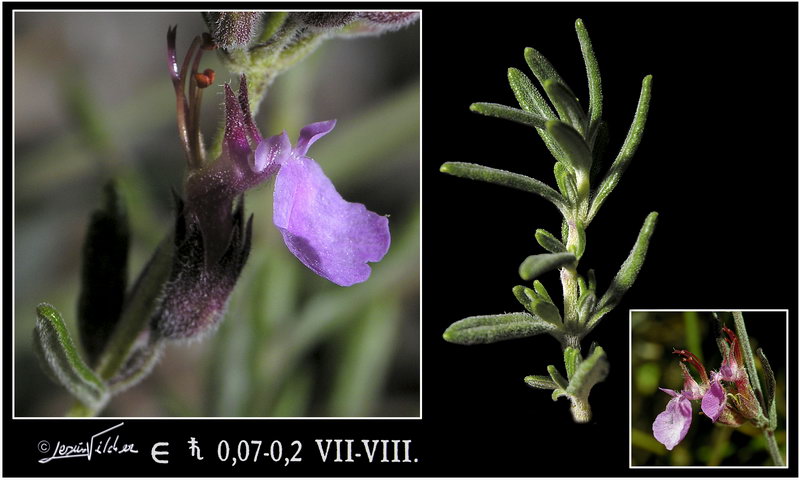 Teucrium webbianum