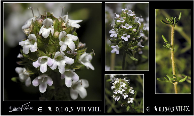 Thymus zygis x Thymus serpylloides