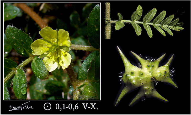 Tribulus terrestris