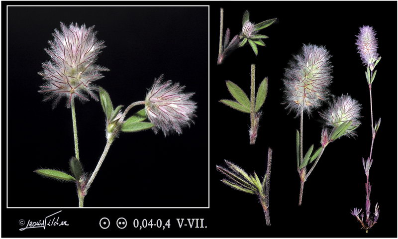 Trifolium arvense