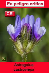 Astragalus castroviejoi