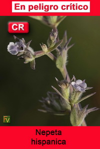 Nepeta hispanica