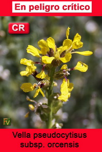 Vella pseudocytisus orcensis