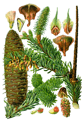 Abies alba